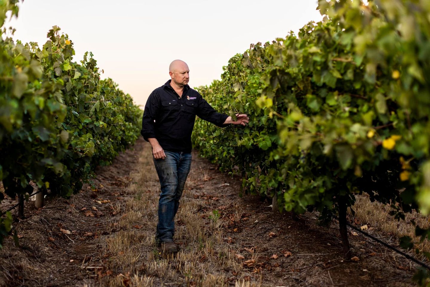 John Lienert walking through the healthy grapevines